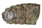 Partial, Fossil Stegodon Molar - Indonesia #148201-3